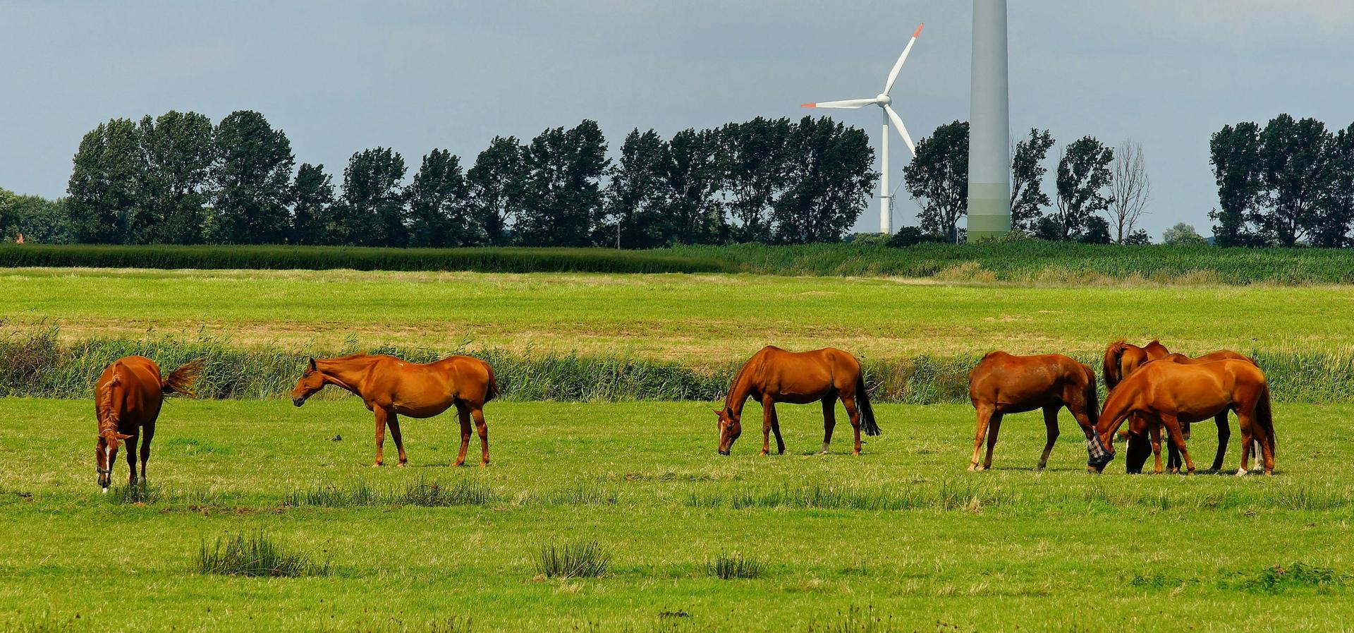 Horses graze in a pasture. A windmill is visible in the background. Photo by Pixabay